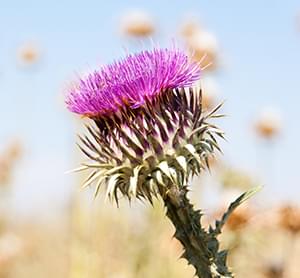 Milk Thistle.
